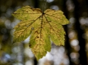 4711 Blatt-16X_4064-1-Kopie